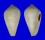 CONIDAE CONUS cf. CLOVERI shell