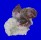 OSTREIDAE ALECTRYONELLA CRENULIFERA shell