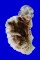 OSTREIDAE ALECTRYONELLA CRENULIFERA shell