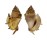 STROMBIDAE LAMBIS LAMBIS shell