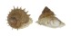 TURBINIDAE BOLMA GUTTATA shell