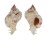 MURICIDAE CHICOREUS GLOBUS shell