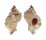 MURICIDAE CHICOREUS GLOBUS shell