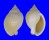 CASSIDAE SEMICASSIS SEMIGRANOSUM shell