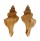 MURICIDAE HADRIANIA CRATICULATA shell