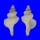 MURICIDAE HADRIANIA CRATICULATA shell