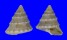 CALLIOSTOMATIDAE CALLIOSTOMA SIMILARAE shell