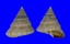 CALLIOSTOMATIDAE CALLIOSTOMA SIMILARAE shell