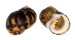 NERITIDAE NERITA PELORONTA shell