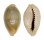 CYPRAEIDAE MONETARIA ANNULUS ROSTRATE shell