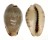 CYPRAEIDAE ERRONEA XANTHODON shell
