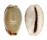 CYPRAEIDAE EROSARIA LABROLINEATA NASHI shell