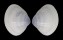 MACTRIDAE MACTRA ABBREVIATA shell