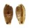 CYPRAEIDAE NOTADUSTA RABAULENSIS shell