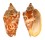 VOLUTIDAE CYMBIOLA AULICA shell
