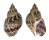 BUCCINIDAE BABYLONIA JAPONICA shell
