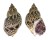 BUCCINIDAE BABYLONIA JAPONICA shell