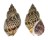BUCCINIDAE BABYLONIA JAPONICA shell
