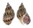 BUCCINIDAE BABYLONIA JAPONICA shell