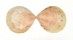 CARDIIDAE ACROSTERIGMA TRANSCENDENS shell