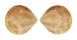 CARDIIDAE ACROSTERIGMA TRANSCENDENS shell