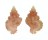 MURICIDAE FAVARTIA SALMONEA shell