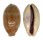 CYPRAEIDAE LYNCINA LEVIATHAN TITAN shell