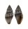 TURRIDAE EUCITHARA ARENIVAGA shell