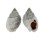 NASSARIIDAE NASSARIUS cf. LURIDA shell