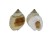 NASSARIIDAE PLICARCULARIA GLOBOSUS shell