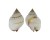 NASSARIIDAE NASSARIUS PAUPERATUS shell