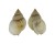 NASSARIIDAE NASSARIUS PAUPERATUS shell