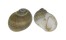 NATICIDAE NATICA GUALTERIANA shell