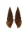 TURRIDAE CRASSISPIRA HARPULARIA shell