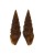 TURRIDAE CRASSISPIRA HARPULARIA shell