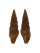 TURRIDAE CRASSISPIRA HARPULARIA shell