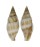 MITRIDAE CANCILLA TURNERI shell