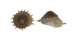 TURBINIDAE BOLMA MINUTIRADIOSA shell
