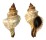 FASCIOLARIIDAE FASCIOLARIA TRAPEZIUM shell