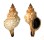 FASCIOLARIIDAE FASCIOLARIA TRAPEZIUM shell