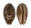 CYPRAEIDAE LEPORICYPRAEA MAPPA shell