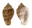 HARPIDAE MORUM TERAMACHII shell