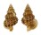 NASSARIIDAE NASSARIA THESAURA shell