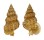 NASSARIIDAE NASSARIA THESAURA shell