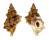 BURSIDAE BURSA QUIRIHORAI shell