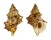 BURSIDAE BURSA QUIRIHORAI shell