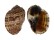 HARPIDAE HARPA MAJOR shell