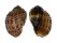 HARPIDAE HARPA MAJOR shell