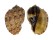 HARPIDAE HARPA MAJOR shell