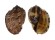 HARPIDAE HARPA MAJOR shell